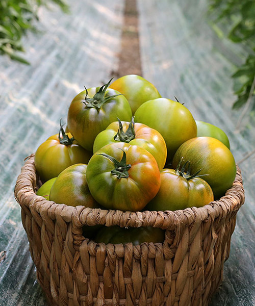 부산 대저 짭짤이토마토 대과 2.5kg (개당180g~250g내외)